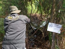 BKSDA Larang Masyarakat Dekati Tempat Buaya Bertelur