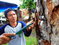 Aktivis Lingkungan Cabuti Paku di Pohon Pelindung