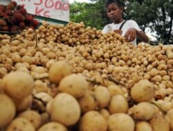 Kulit Lansek Jangan Dibuang Sembarangan