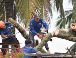 Pascaangin Puting Beliung, DLH Payakumbuh Data Pohon Pelindung