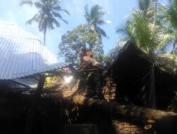 Pohon Tumbang Timpa Rumah Warga Tanjung Mutiara