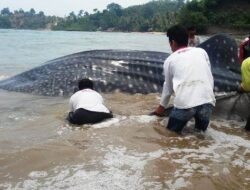 Hiu Tutul Terdampar di Perairan Pesisir Selatan