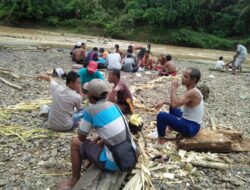 Melongok Prosesi Panen Ikan di Lubuk Larangan di Dharmasraya