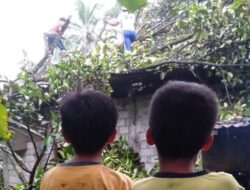 Angin Kencang Landa Solsel, Sejumlah Rumah Tertimpa Pohon