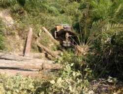 Truk Pembawa Kayu”Ilegal logging” di Dharmasraya Terbalik, Ini Kronologisnya