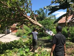 Padang Diserbu Angin Kencang, Ini Lokasi Pohon Tumbang