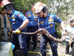 Ular Phyton Mangsa Ternak Warga di Padang, Ini yang Dilakukan Petugas