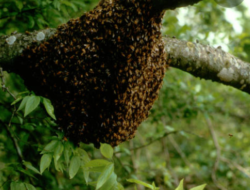 Lebah Hutan “Ngamuk”  Warga di Kedai Kopi Berhamburan