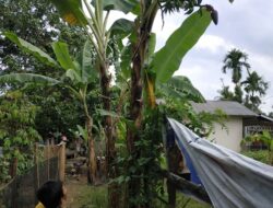 Langka, Satu Pohon Miliki Dua Jantung Pisang