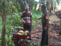 Babinsa Temui Warga Pemilik Kebun Kelapa