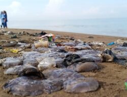 Bangkai Ubur-Ubur Terdampar di Pantai Patenggangan