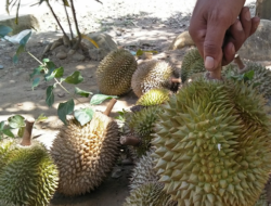 Durian Dimakan Kera dan Tupai, Petani Bungtekab Pasrah