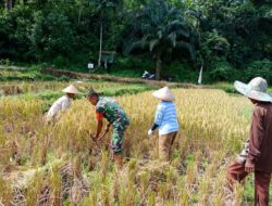 Keltan Bunga Seroja Panen, Babinsa Beri Pendampingan