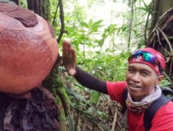 Bunga Raflesia Tumbuh dan Bermekaran di Agam