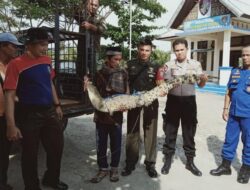 Masyarakat Manggopoh Palak Gadang Tangkap Buaya Muaro