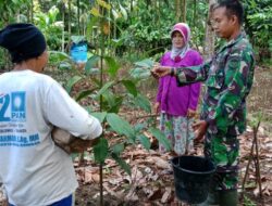 Babinsa Bantu Petani Tanam Manggis