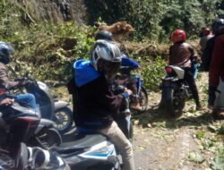 Pohon tumbang, Lalu Lintas Padang-Bukittinggi Sempat Putus