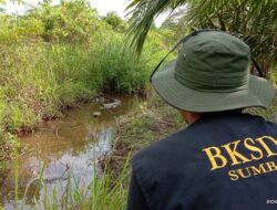 Telur Buaya Muara di Tiku V Jorong Menetas