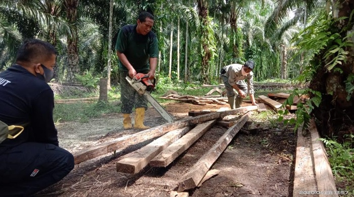 37 Batang  Kayu  Hasil Pembalakan Liar Ditemukan BKSDA Agam 