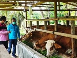 Peternakan Sapi, Partisipasi Perantau untuk Masyarakat di Kampung