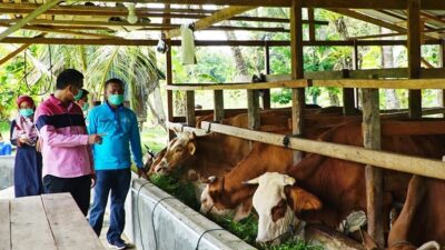 Peternakan Sapi, Partisipasi Perantau untuk Masyarakat di Kampung