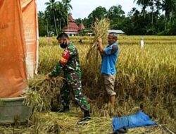 Keltan Kukur Saiyo Nagari Koto Baru Panen