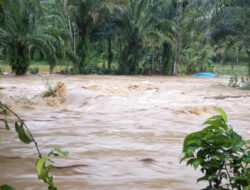 Batang Maua Salareh Aia Meluap, Ratusan Hektar Sawah Tergenang