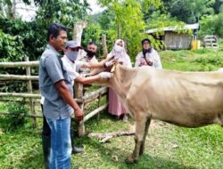 Peternak Sapi Betina di Tanah Datar Bersemangat Ikuti Asuransi