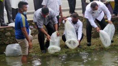 Bibit Ikan Dilepas di Saluran Irigasi