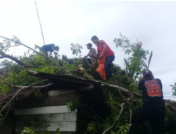 Rumah Warga Tiku rusak Ditimpa Pohon