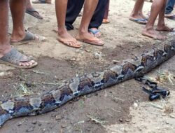 Warga Lubuk Basung Tangkap Ular Sanca Sepanjang 7 Meter