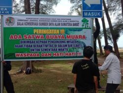 BKSDA Pantau Lokasi Kemunculan Buaya di Pantai Tiku