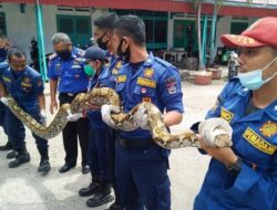 Damkar Padang Evakuasi Ular Phyton 7 Meter 