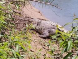 Buaya Menampakkan Diri, Warga Diminta Waspadai Batang Antokan 