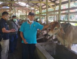 Raudhah Farm Berdayakan Keluarga Miskin Pelihara Ternak Sapi