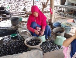 Ada Buaya Batang Masang, Warga Ketakutan Cari Lokan