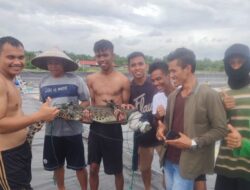 Buaya Muara Masuk Tambak Udang di Agam Berhasil Ditangkap