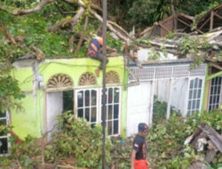 Pohon Tumbang Timpa Empat Rumah Warga di Padang, Tidak Ada Korban Jiwa