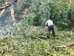 Pohon Tumbang. Lalu Lintas Saruaso-Batusangkar Terganggu