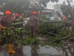 Sejmlah Pohon di Padang Tumbang