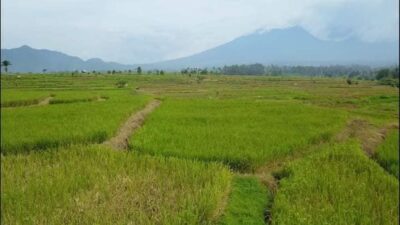 Keltan yang Gagal Panen di Tanah Datar Terima Asuransi 