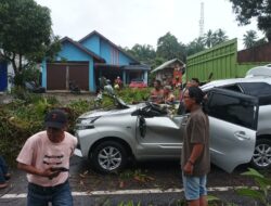 Sopir dan Penumpang Terluka Akibat Avanza Tertimpa Pohon Tumbang di Pasaman Barat