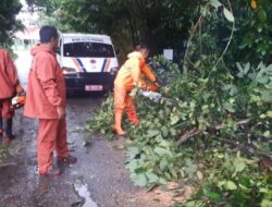 13 Pohon di Padang Tumbang, Angin Porak Porandakan Rumah Warga, Ini Kata Kalaksa BPBD Padang