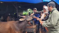 Dinas Pertanian Padang Memastikan 1.550 Ekor Hewan Kurban Layak