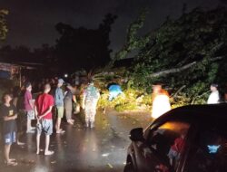 Hujan Badai di Padang, Pohon Tumbang