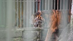 Harimau Sumatera ‘Puti Malabin’ Dilepas Kembali ke Habitatnya