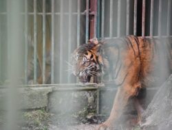 Harimau Sumatera ‘Puti Malabin’ Dilepas Kembali ke Habitatnya