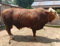 Sapi dari Limapuluh Kota Diajukan Jadi Kurban Presiden