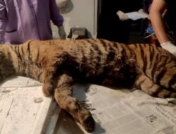 Harimau Sumatra Mati Terjerat di Agam, BKSDA Sumbar: Trakea Pecah Akibat Jerat