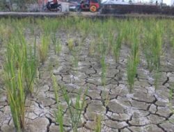 Tiga Kecamatan di Padang Alami Kekeringan Akibat Kemarau